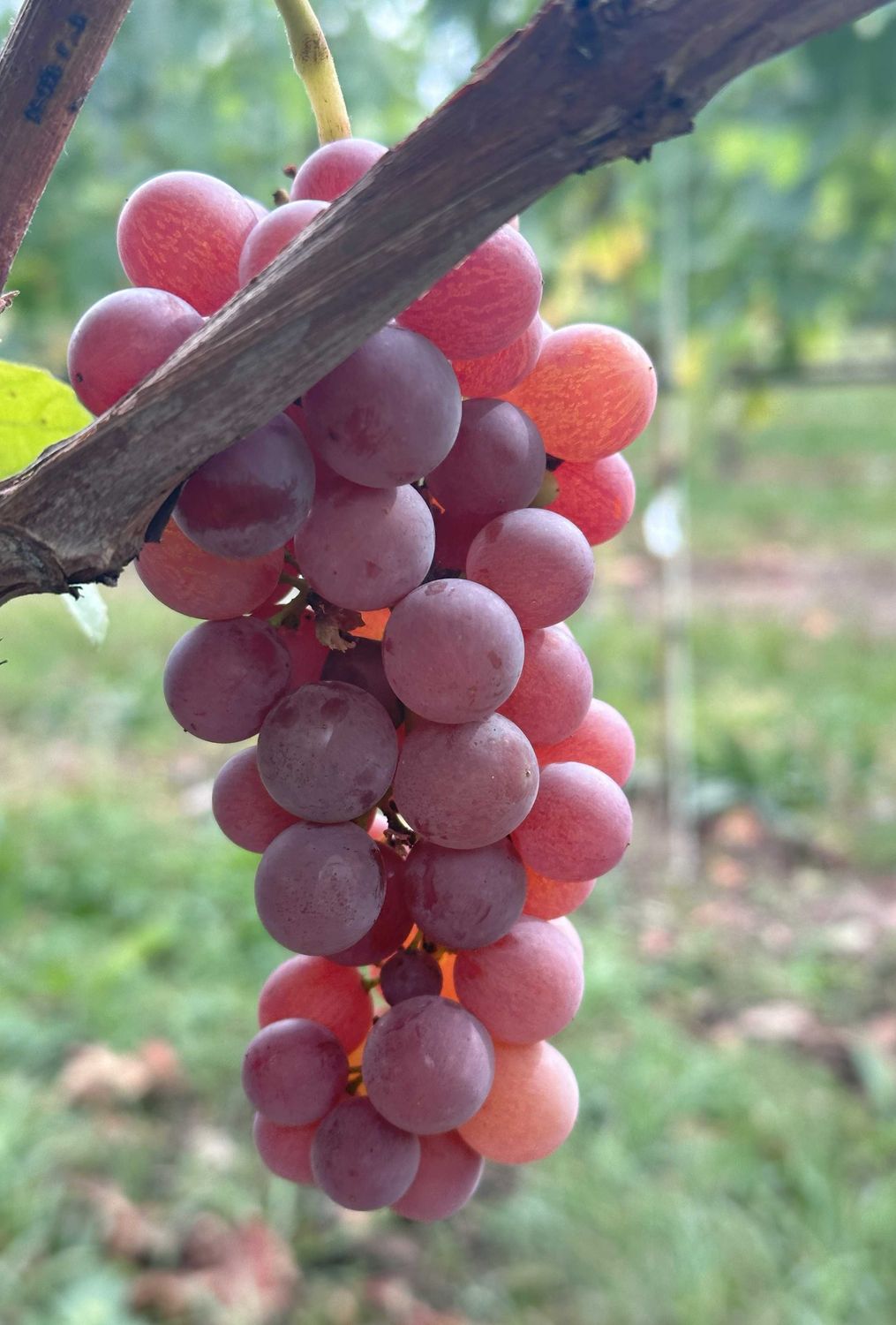 Vitis vinifera druif Nelly Rosetta