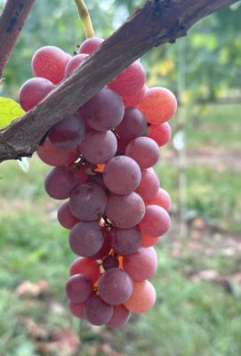 Nelly Vitis vinifera druif Nelly Rosetta