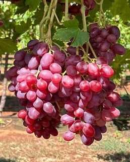 Reliance vitis vinifera labrasca druif rode grote reliance