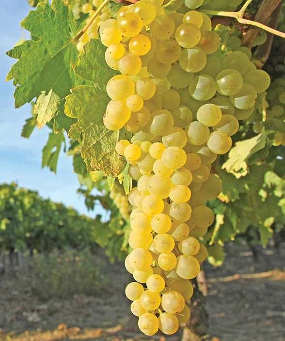 Himrod vitis vinifera pitloze druif himrod