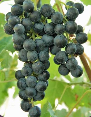 Muscat Bleu vitis vinifera blauwe druif muscat bleu