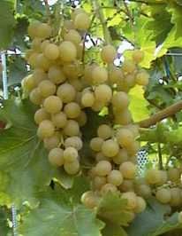 Birstaler muscat