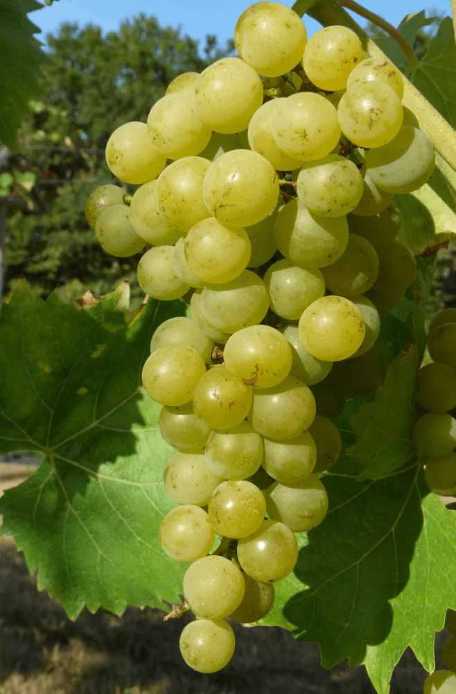 Birstaler muscat Birstaler muscat