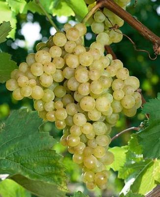 Evita vitis vinifera witte druif Evita muskaatsmaak pitarm