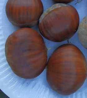 Bournette (sativa x crenata) Bournette (sativa x crenata)