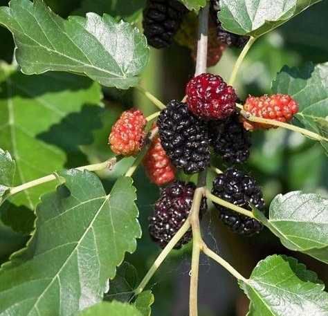 Witte moerbei (Morus alba) Witte moerbei (Morus alba)