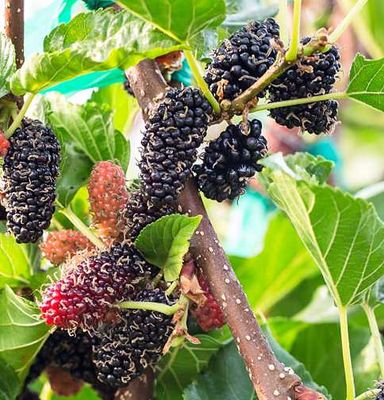 Illinois Everbearing (Morus rubra x alba)