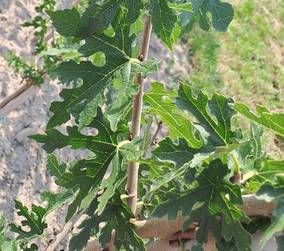 blad leave morus repsimé