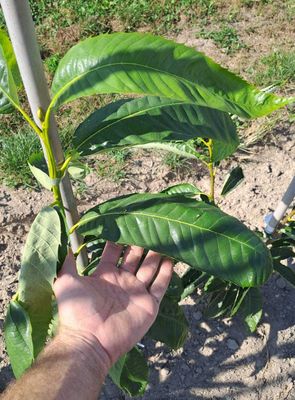 Pollifer (sativa x crenata)