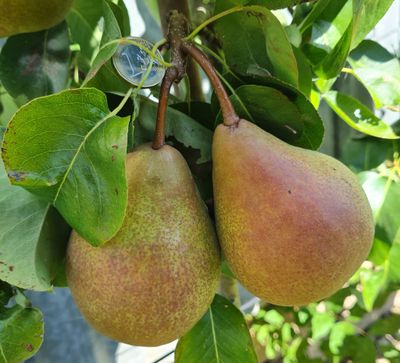 Beurré Hardy Beurré Hardy De Bomelaar peer