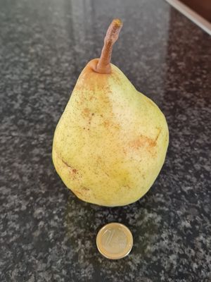 (Bon Chrétien) Williams pyrus communis poire williams Bon Chrétien Williams