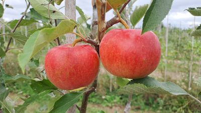Malus domestica appel Alkmene Cevaal geënt op Rode Jonathan