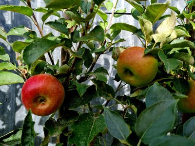 appel Court Pendu in verrier palmet op M9
