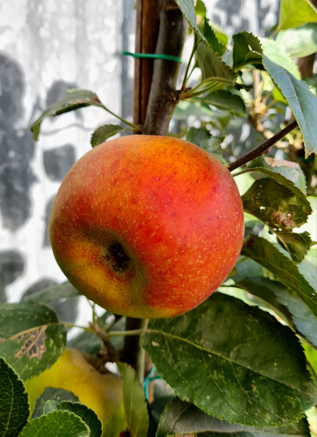 Court Pendu De Bomelaar appel malus domestica hoogstam