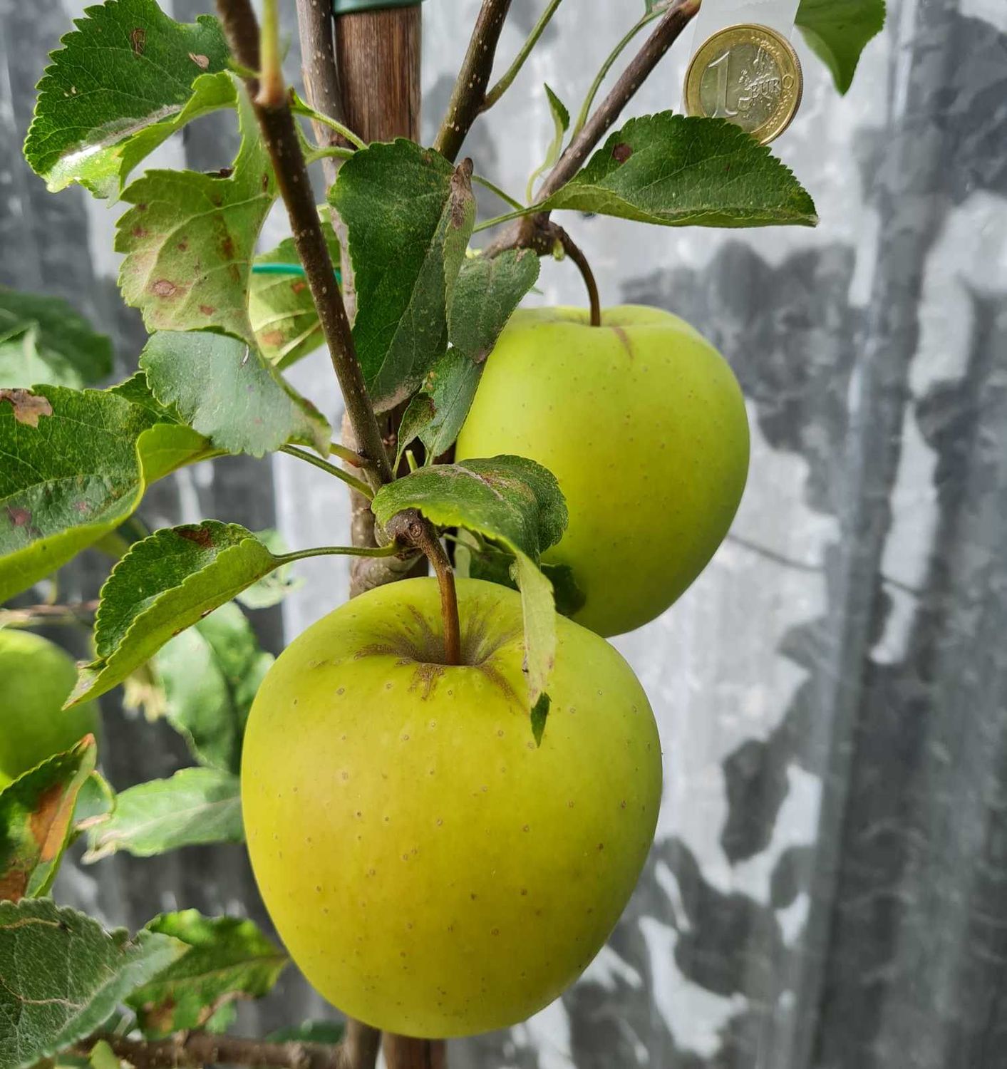 Golden Delicious bijna rijpe Golden Delicious appel aan verrier palmet leiboom, foto van begin september door De Bomelaar