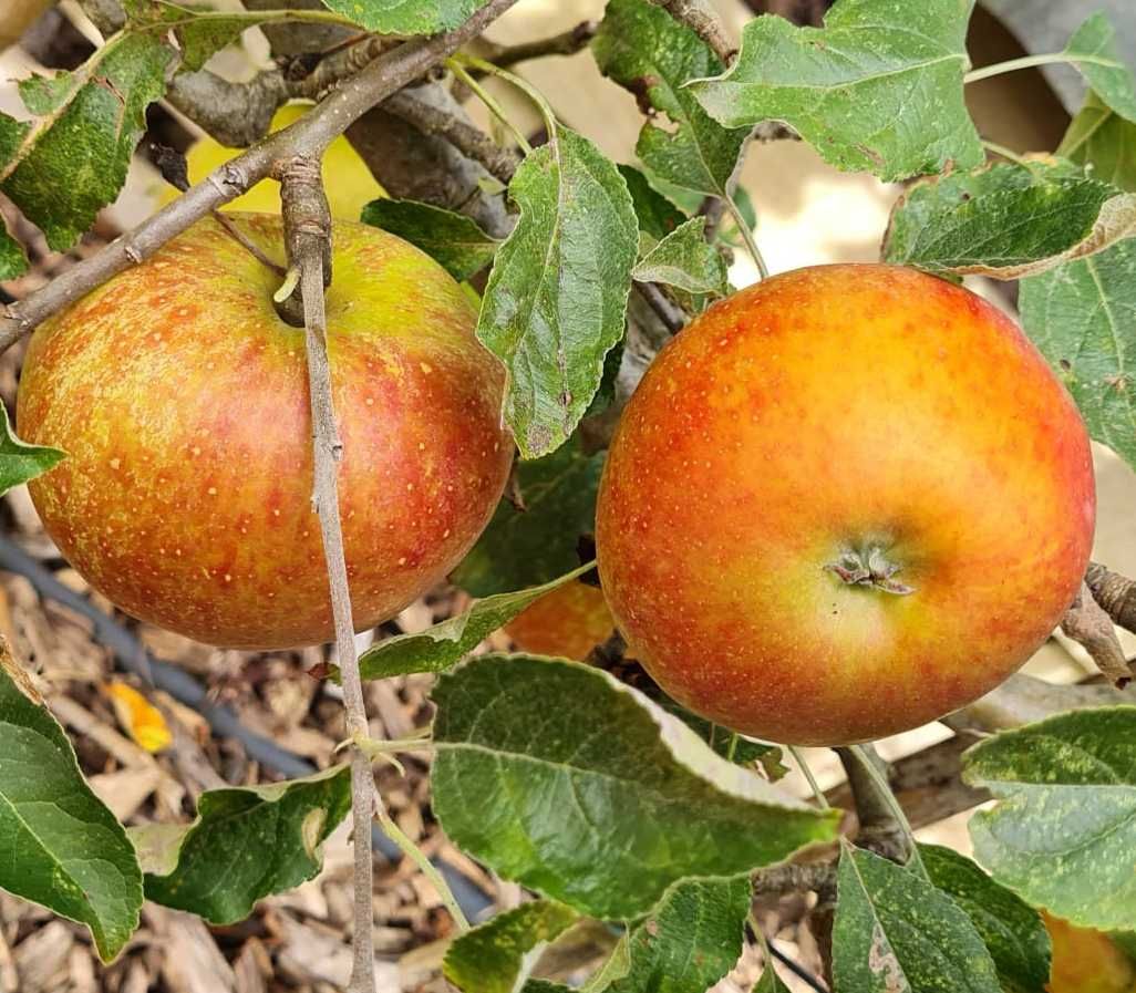 Cox's Orange Pippin (T12) in palmet op M9 by De Bomelaar