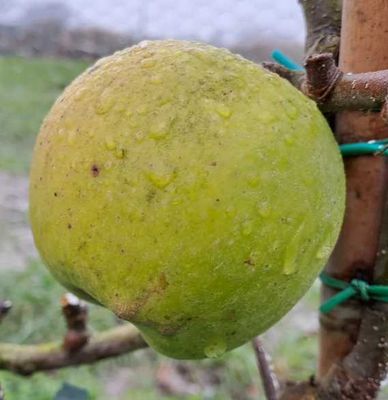 Granny Smith aan leiboom in januari, na de vorst, rijp en naar geel overgaand