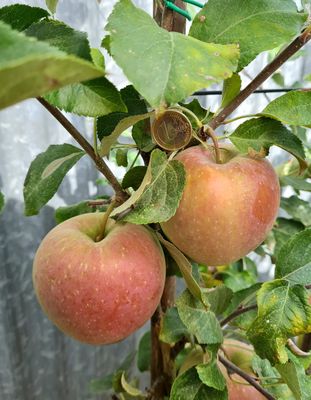Appel Fuji onrijp begin september, malus domestica, De Bomelaar