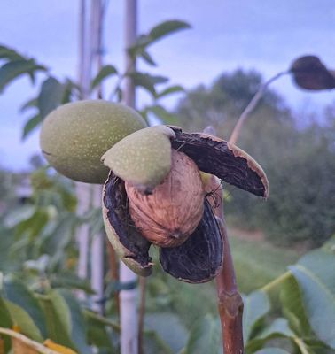rijpe broadview walnoot in de avondschemering in vruchtboomkwekerij De Bomelaar