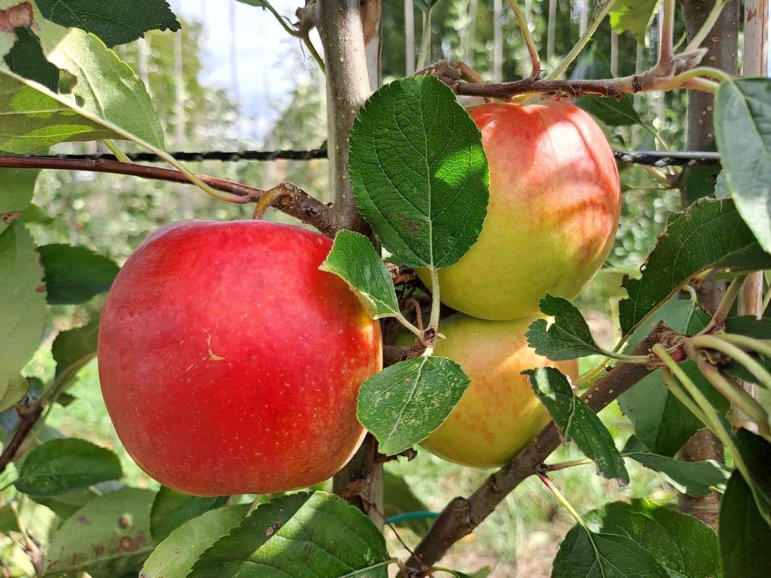 Malus domestica Melrose onrijp in september bij De Bomelaar