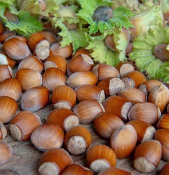 Fertile de Nottingham Fertile de Nottingham