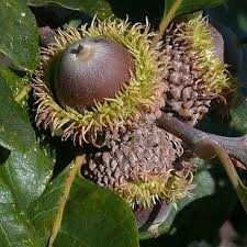 'zoete' eikels