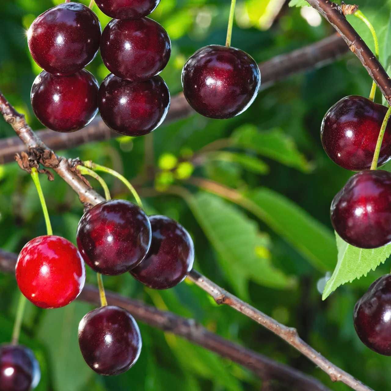 Noordkriek Schattenmorelle of Morello