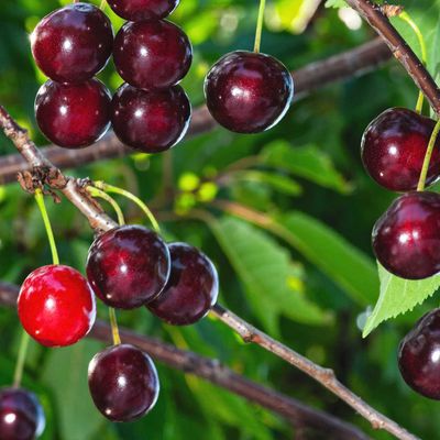 Noordkriek Schattenmorelle of Morello