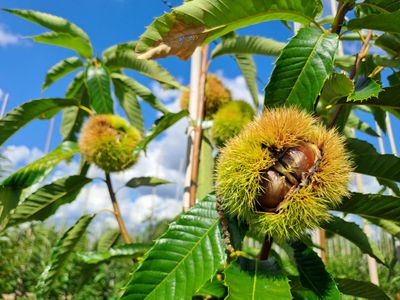 Bouche de Bétizac (sativa x crenata)