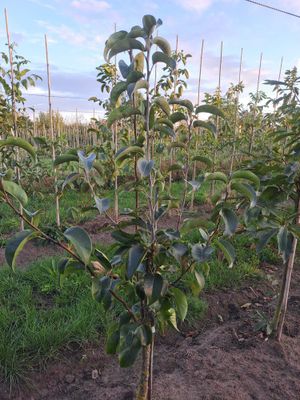 Multirassen nashi perelaar Multirassen nashi perelaar