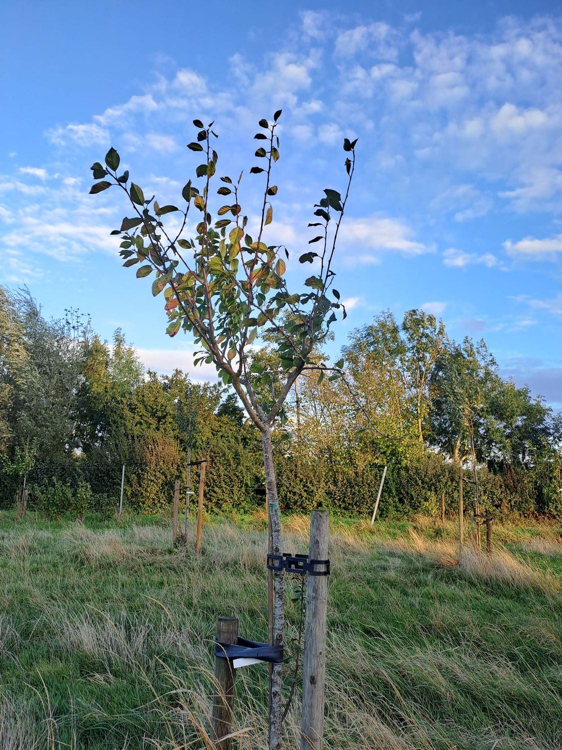 multivariëteiten pruimelaar