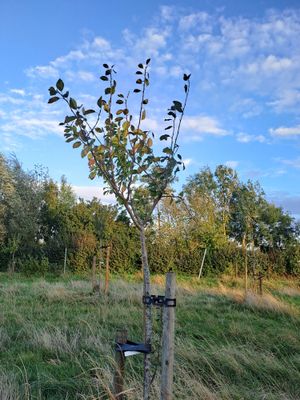 multivariëteiten pruimelaar