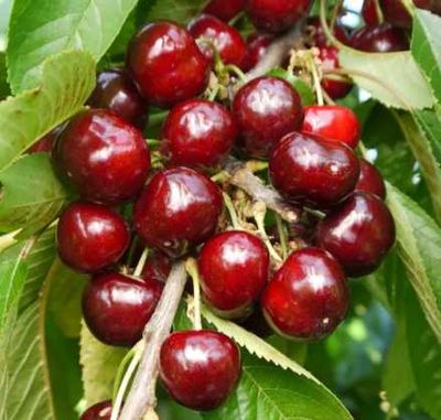 Early Rivers - Lindekers