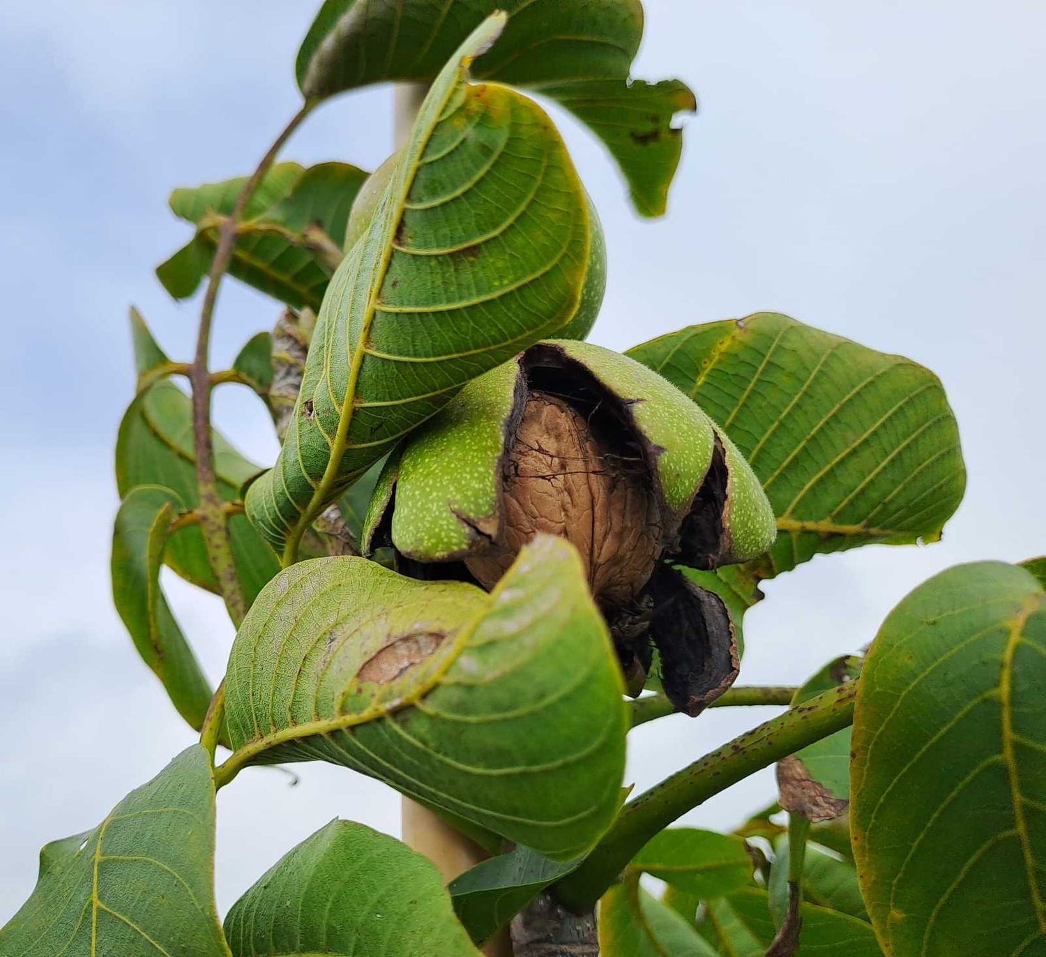 Plovdivski Plovdivski veredelde okkernoot walnoot in boomkwekerij De Bomelaar lekker