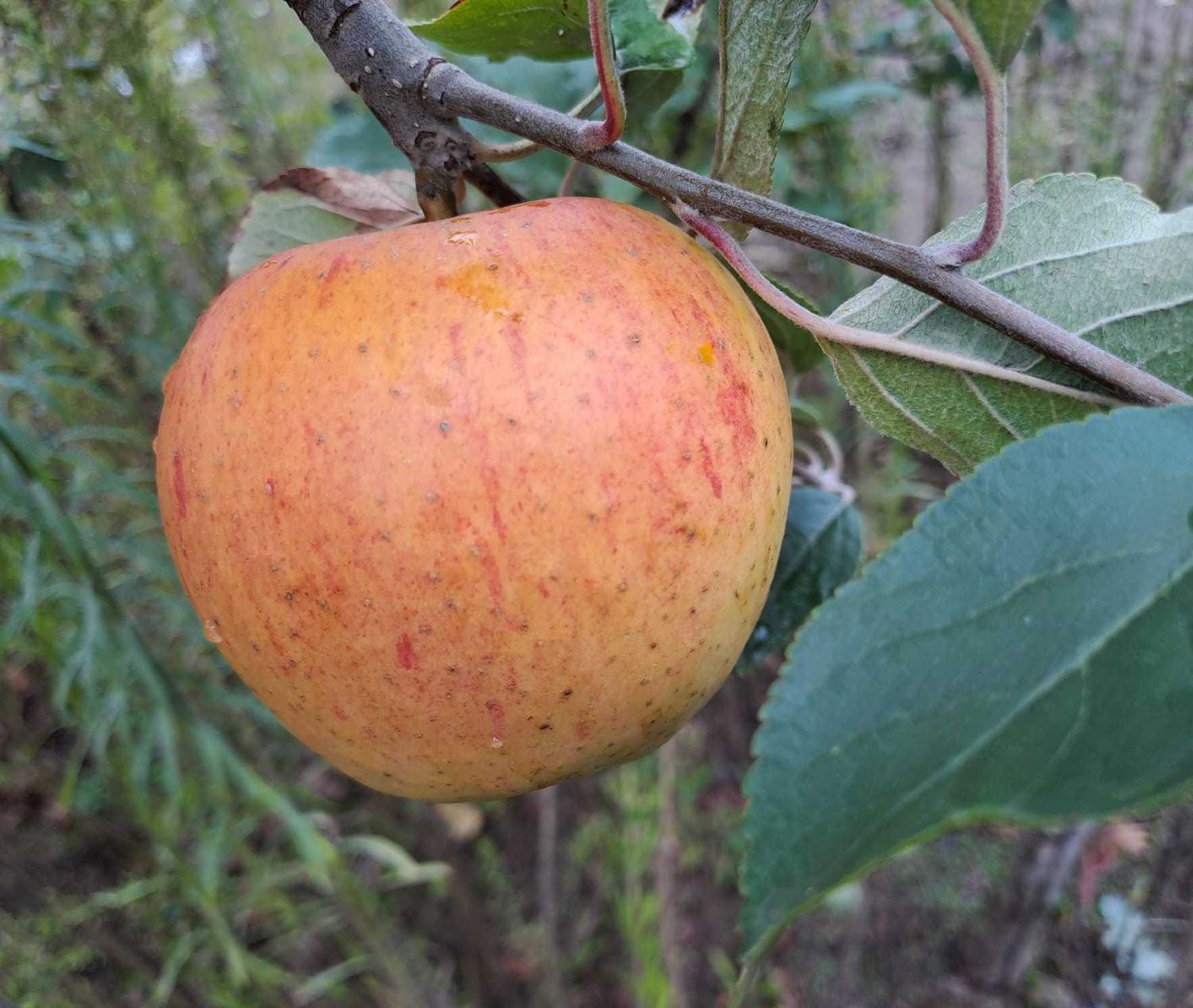 Reine de Reinettes rijp mid september De Bomelaar