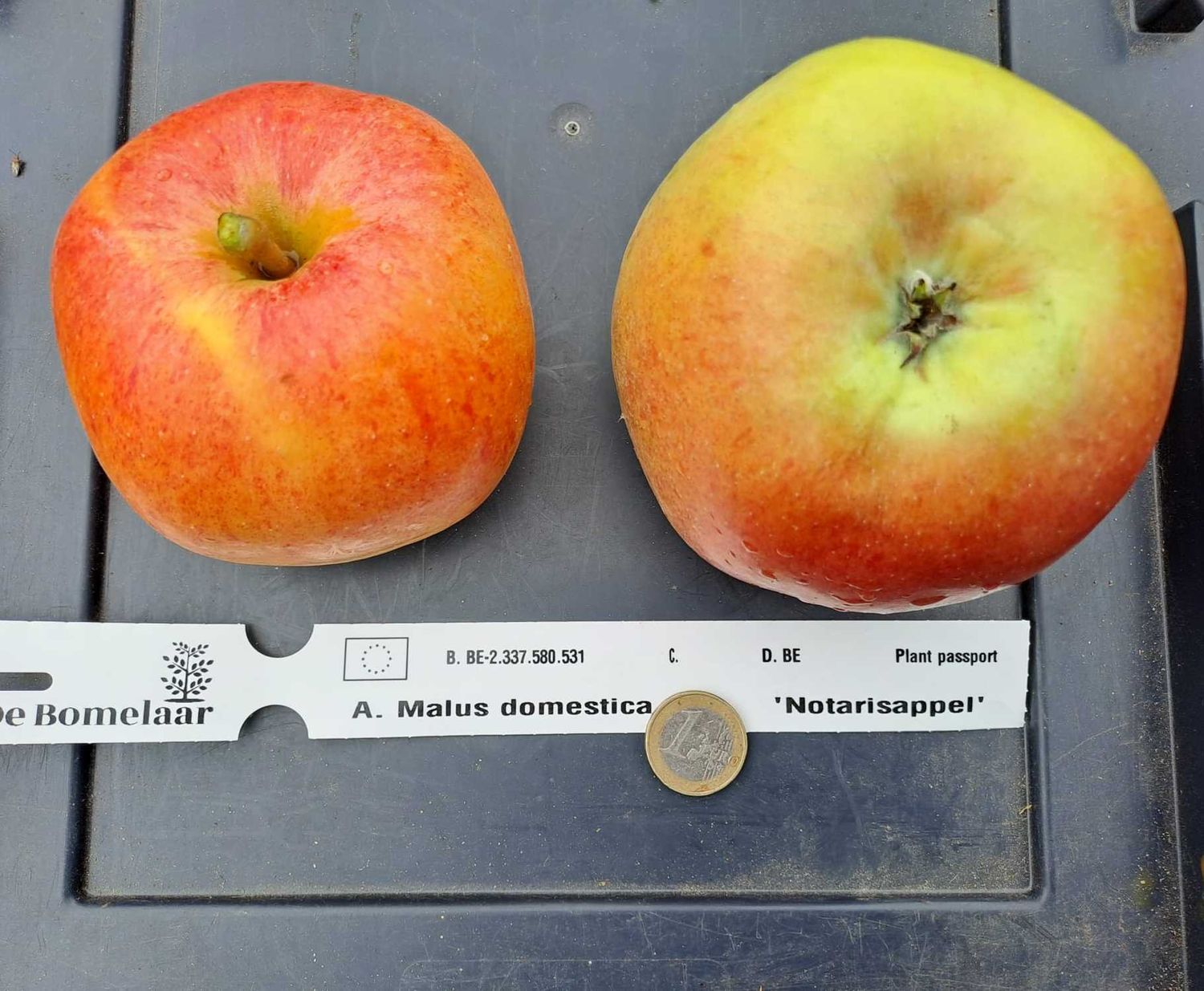 notarisappel zandgrond De Bomelaar