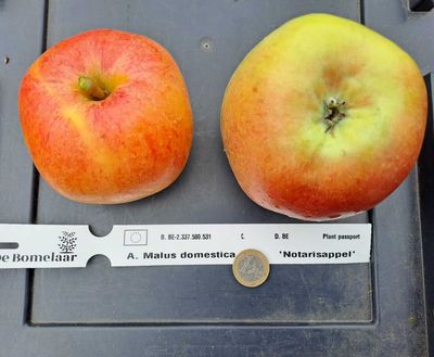 notarisappel zandgrond De Bomelaar