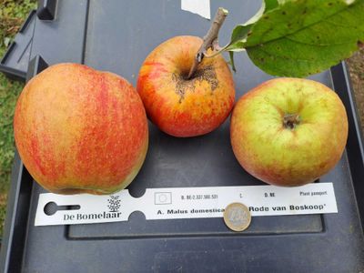 Rode (van) Boskoop Rode van Boskoop, Schone van Boskoop, Belle de Boskoop, beste appelmoesappel