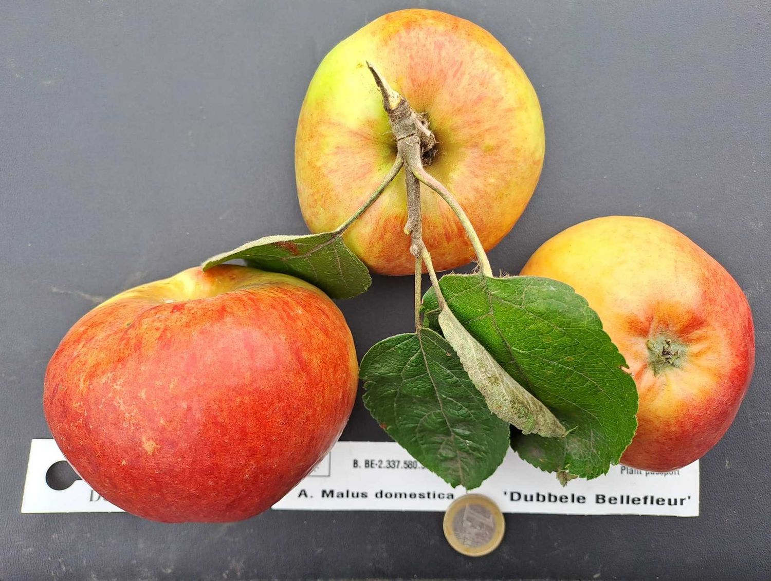 Franse Bellefleur, dubbele Bellefleur double, De Bomelaar