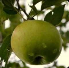 Lombarts Calville Lombarts Calville