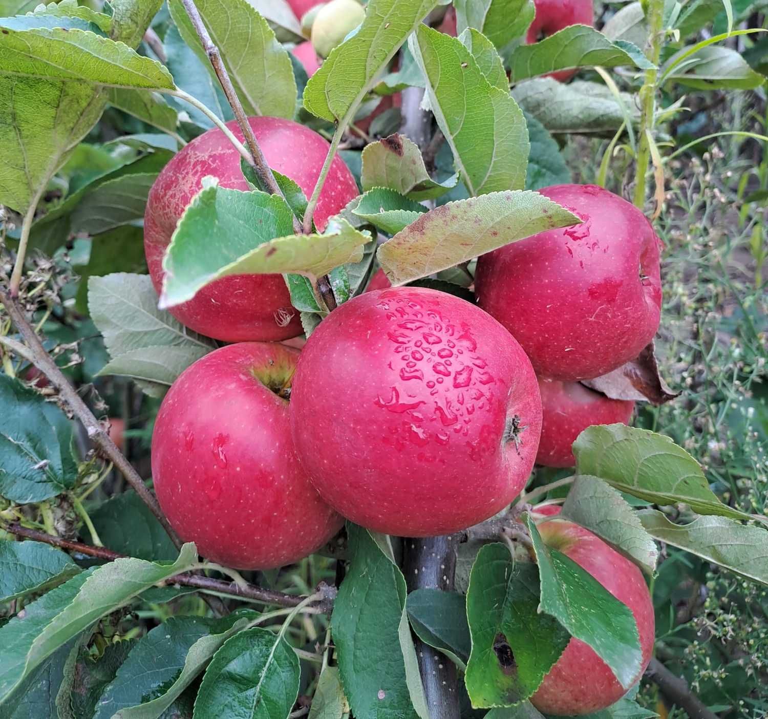 ECOLETTE Malus domestica appel Ecolette verbeterde Elstar De bomelaar