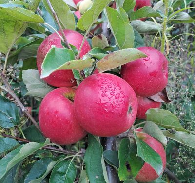 Ecolette ECOLETTE Malus domestica appel Ecolette verbeterde Elstar De bomelaar