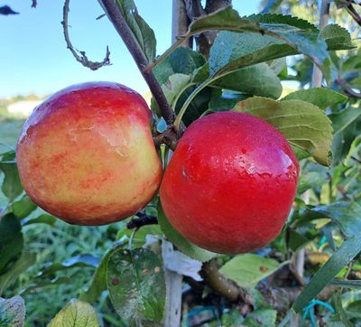 Malus domestica Melrose appel leifruit palmet U De Bomelaar