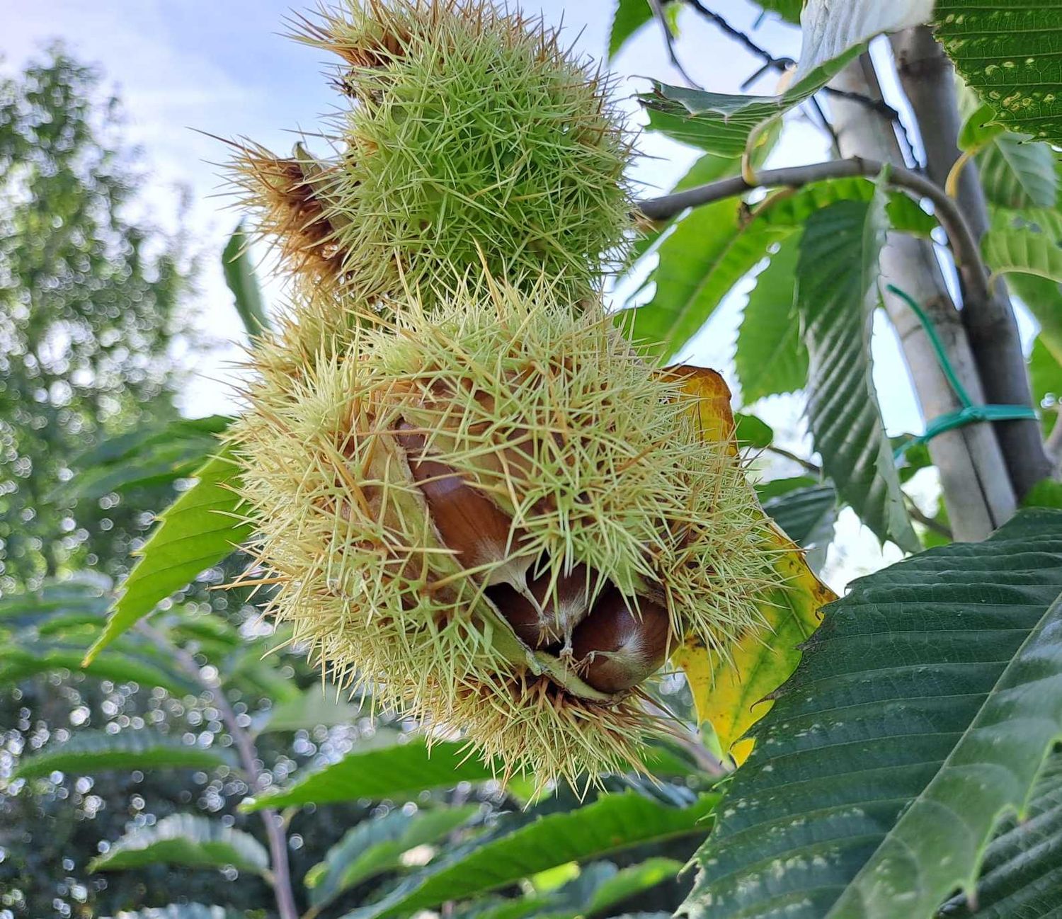 Castanea sativa x crenata Marsol marron chestnut tamme kastanje De Bomelaar