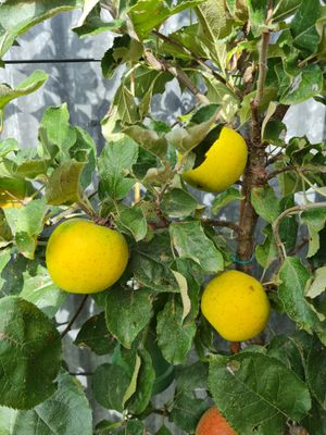 ananasreinette onrijp malus domestica appel De Bomelaar