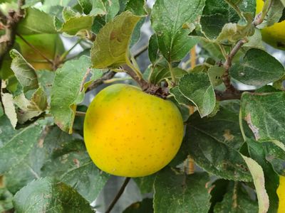 Ananasreinette Malus domestica Ananasreinette Reinette Ananas De Bomelaar appel leivorm verrier palmet U