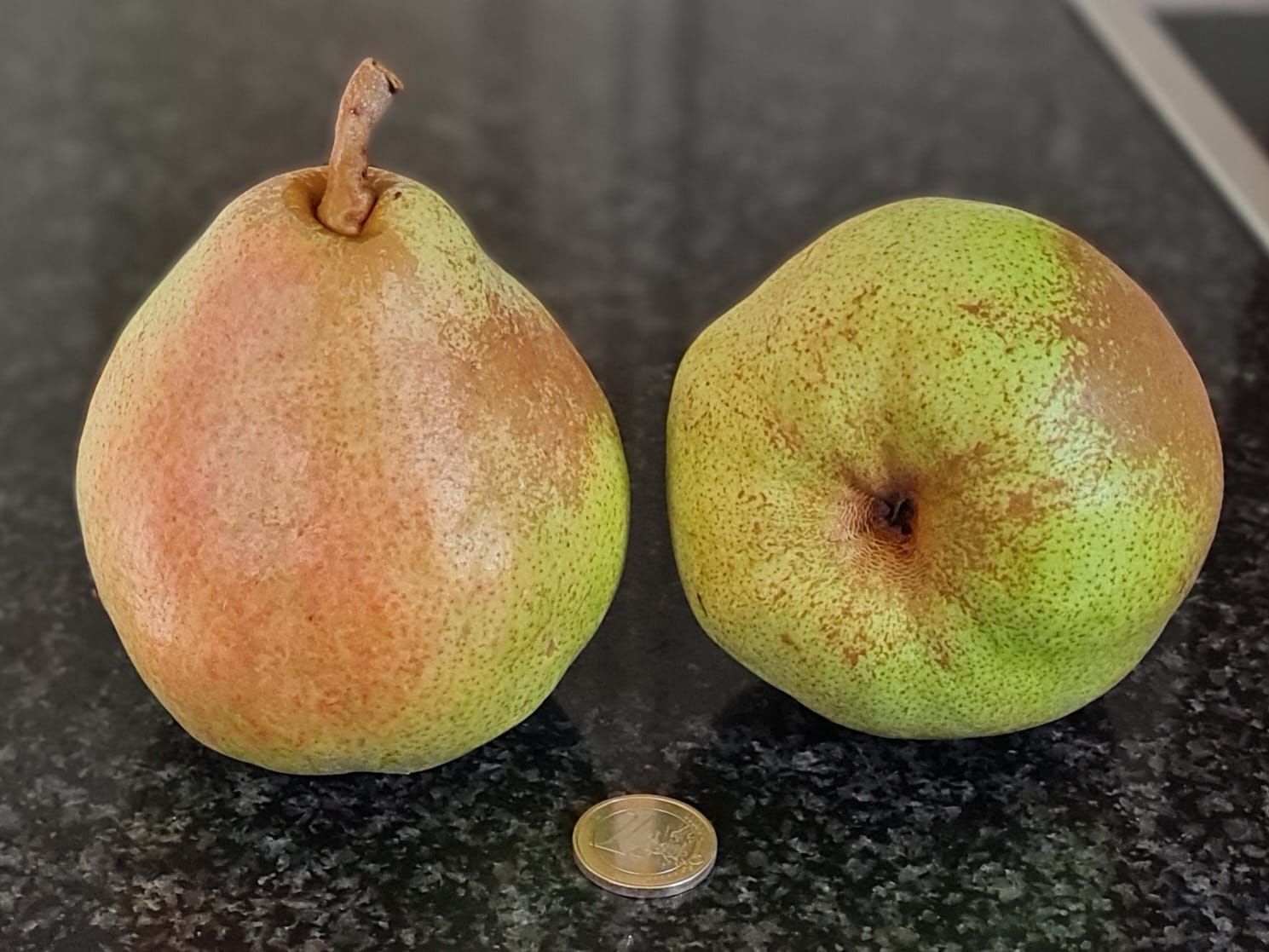 Doyenné du Comice Pyrus communis peer Doyenné du Comice eetklaar De Bomelaar