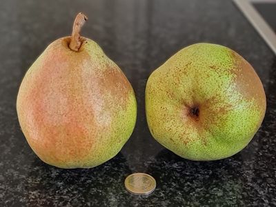 Doyenné du Comice Pyrus communis peer Doyenné du Comice eetklaar De Bomelaar