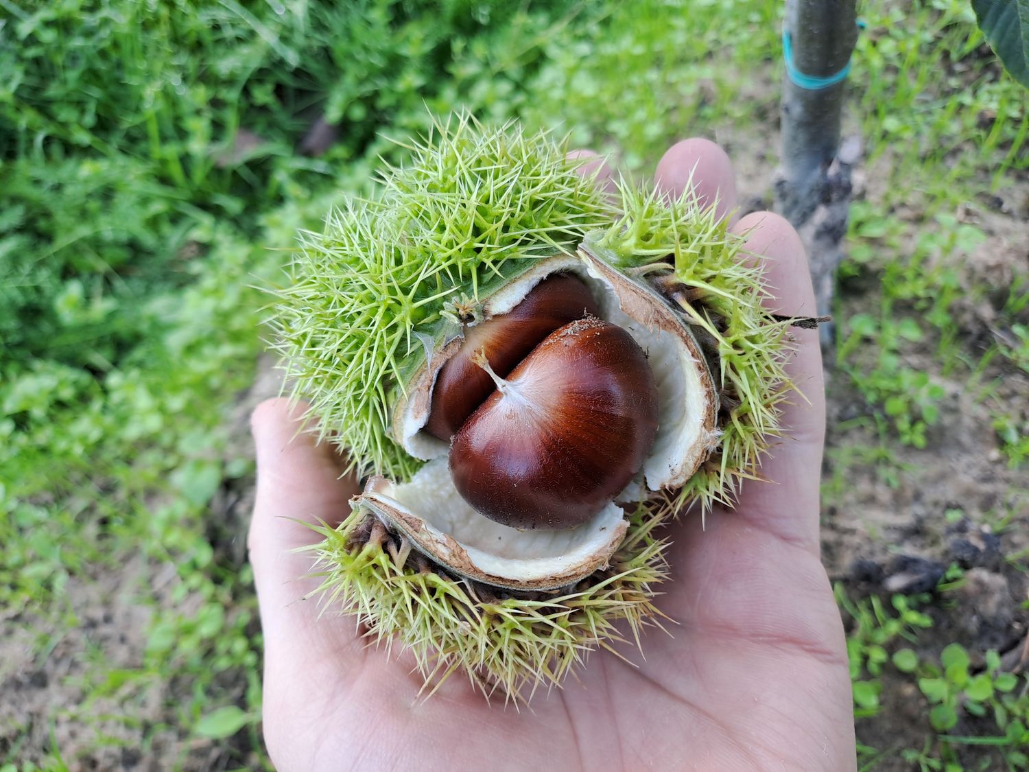Castanea sativa crenata Bellefer chestnut tamme kastanje