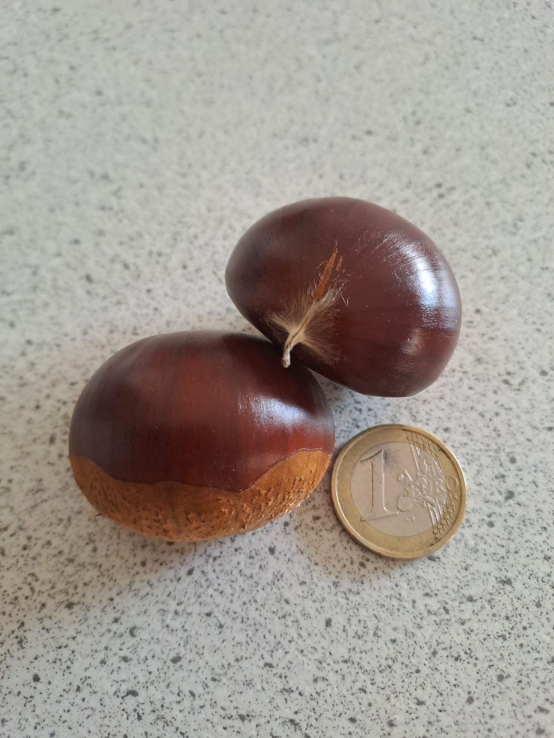 Marigoule tamme kastanje Castanea sativa x crenata hybride grootvruchtig